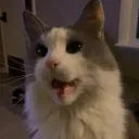 baileytm