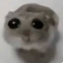 imjustanothetscreaminghampter member profile picture