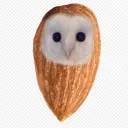 notowlmond