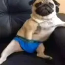 piadista__