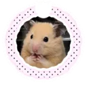 cute_confident_hamster
