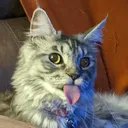 thatdrtomguy