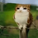 alessandroxd123. avatar