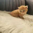 ahmad20110494 avatar