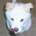 evil_k9