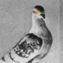 power_pigeon