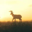 glenn_dc1