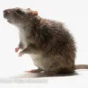 _monkeyrizz121_ avatar