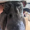 dogothegoodboy