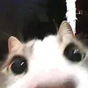 tw0plustw03qua1sf1ve