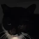 p4mpkinh3llow