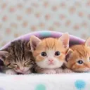 itzadorekittens
