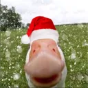 Аватар goose_eezz_50735