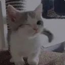 guestbzuh