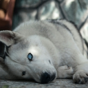 nickthechic8's Avatar