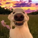 gabriel068432 avatar