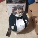 demeese.