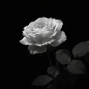 c0zyblossom