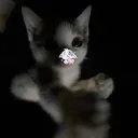 Аватар bssblue.