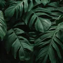 itforest