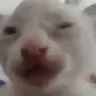 bruhcat141