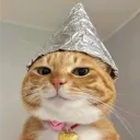 kittykaev