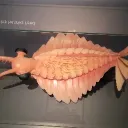 emmzaa