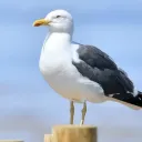 manzanita0467 avatar