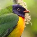 pingviinituutti