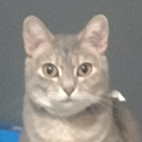 avatar hpk