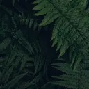 polacosen.