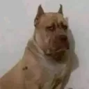 bautista07152 avatar