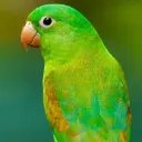 juanchito_panchito avatar