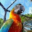 thebirdiebird