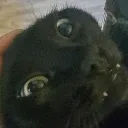 slap0i avatar