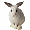 greedy rabbit