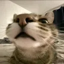 anorimioffical
