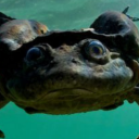 Tiefsee_Frosch