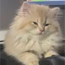 tibittv