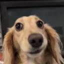 scoobynack6