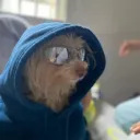 elpepinillo0469 avatar