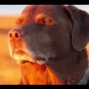 sdogsforlife1