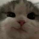 kamikazeizi