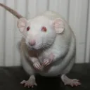 ratstag