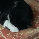 just.f1l1pp0_41393