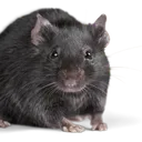 EsteemedRat's Avatar