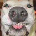 tigthegoat