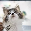 Аватар absolute.1337