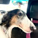 kohinoorborzoi_72847 avatar