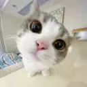 mo_mmoo